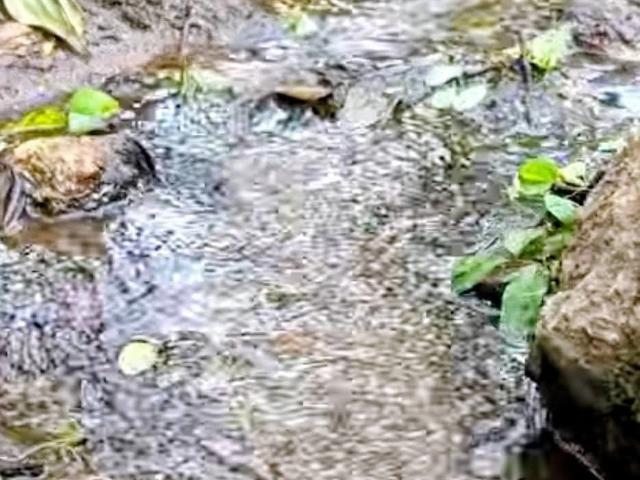 Terreno / Lote para Venda em Cambuí/MG Zona Rural