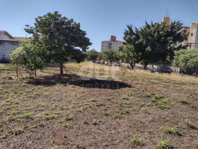 Terreno / Lote para Venda em Campinas/SP Jardim dos Oliveiras