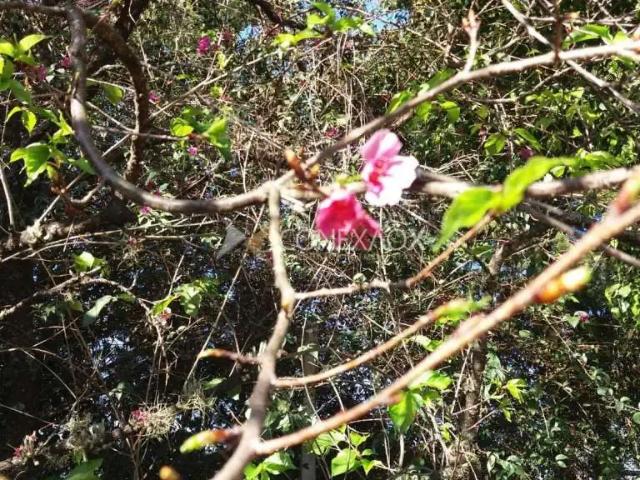 Terreno / Lote para Venda em Campinas/SP Pedra Branca