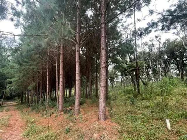 Terreno / Lote para Venda em Campo Alegre/SC Centro