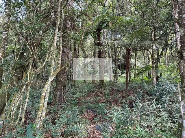 Terreno / Lote para Venda em Campo Alegre/SC Centro