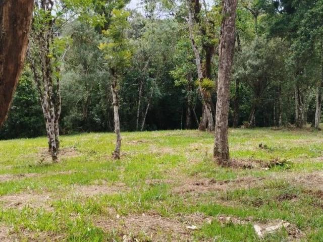 Terreno / Lote para Venda em Campo Alegre/SC Centro