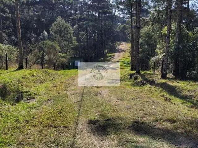Terreno / Lote para Venda em Campo Alegre/SC Centro