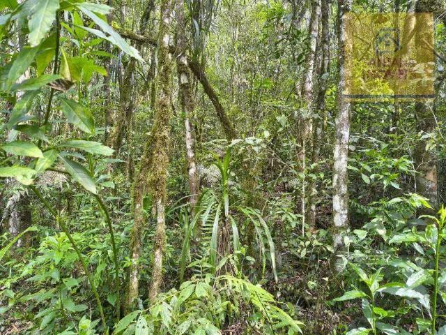 Terreno / Lote para Venda em Campo Largo/PR Bateias