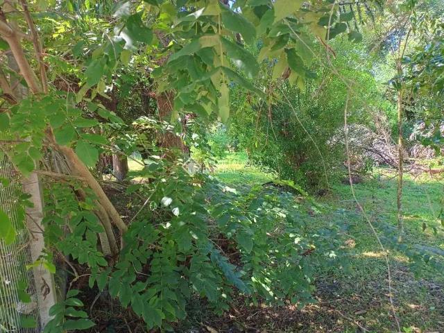 Terreno / Lote para Venda em Canela/RS Vila Boeira