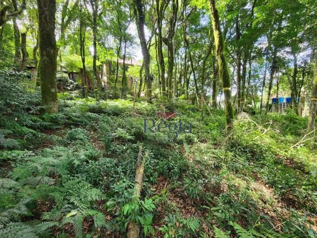 Terreno / Lote para Venda em Canela/RS Vila do Cedro