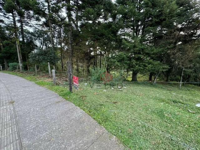 Terreno / Lote para Venda em Canela/RS Canelinha