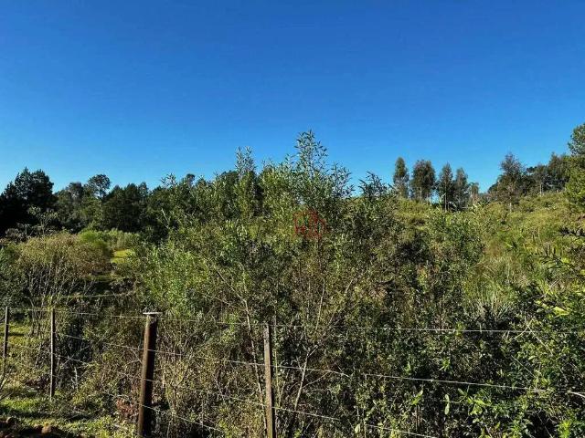 Terreno / Lote para Venda em Canela/RS Caracol