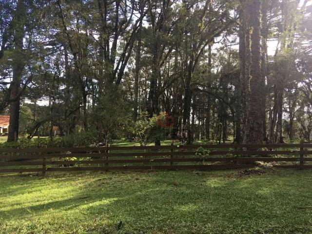 Terreno / Lote para Venda em Canela/RS Caracol