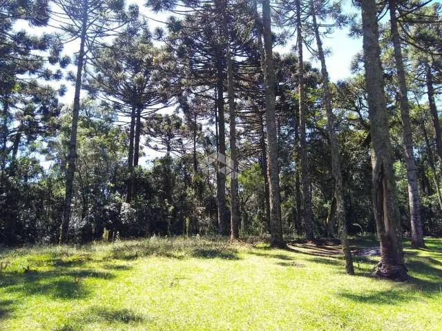 Terreno / Lote para Venda em Canela/RS Caracol