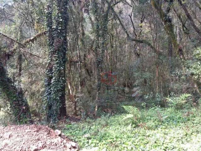 Terreno / Lote para Venda em Canela/RS Caracol