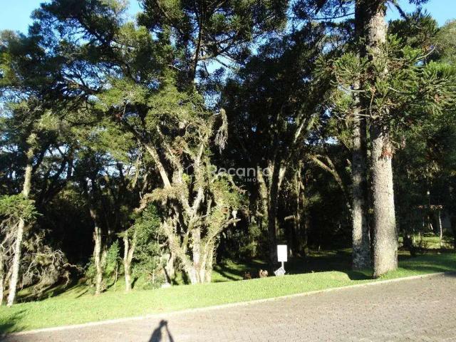 Terreno / Lote para Venda em Canela/RS Centro