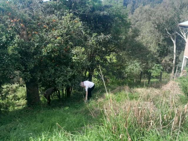 Terreno / Lote para Venda em Canela/RS Eugênio Ferreira