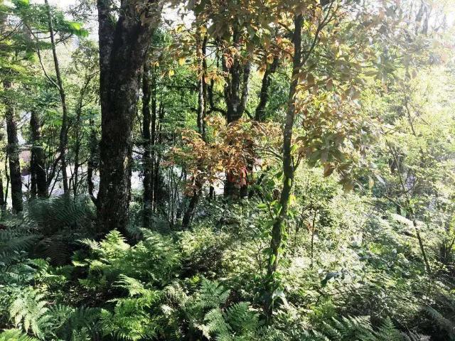 Terreno / Lote para Venda em Canela/RS Palace Hotel