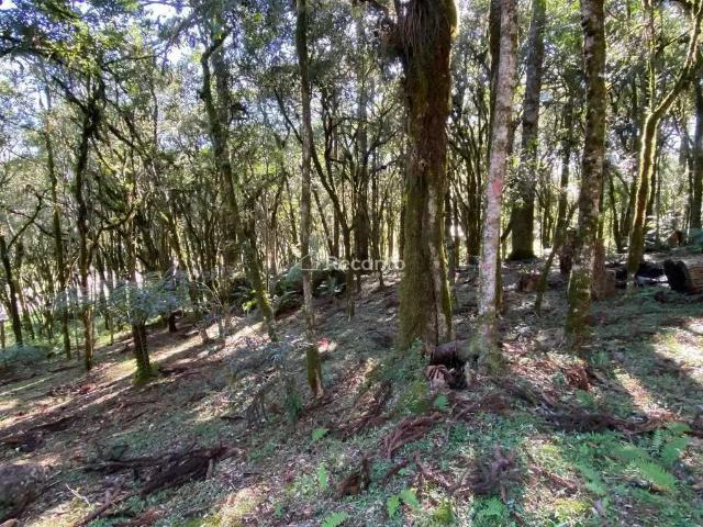 Terreno / Lote para Venda em Canela/RS Parque Pinheiro Grosso