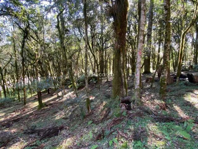 Terreno / Lote para Venda em Canela/RS Pinheiro Grosso
