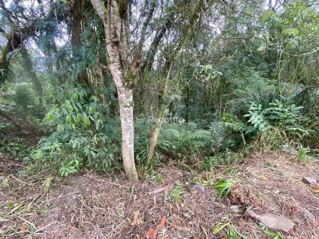 Terreno / Lote para Venda em Canela/RS São José