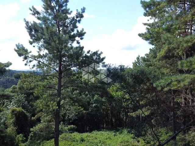 Terreno / Lote para Venda em Canela/RS São José