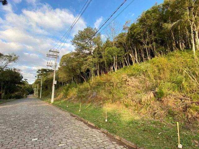 Terreno / Lote para Venda em Canela/RS Suzana