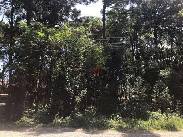 Terreno / Lote para Venda em Canela/RS Suzana