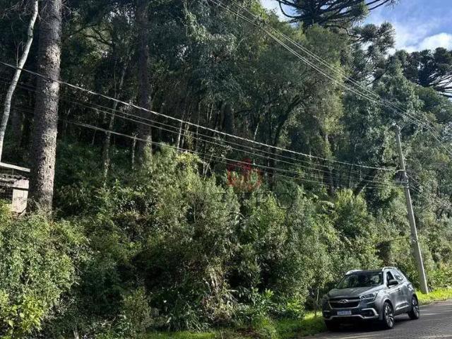 Terreno / Lote para Venda em Canela/RS Suzana