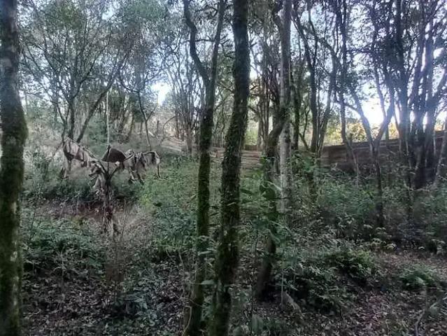 Terreno / Lote para Venda em Carambeí/PR Centro