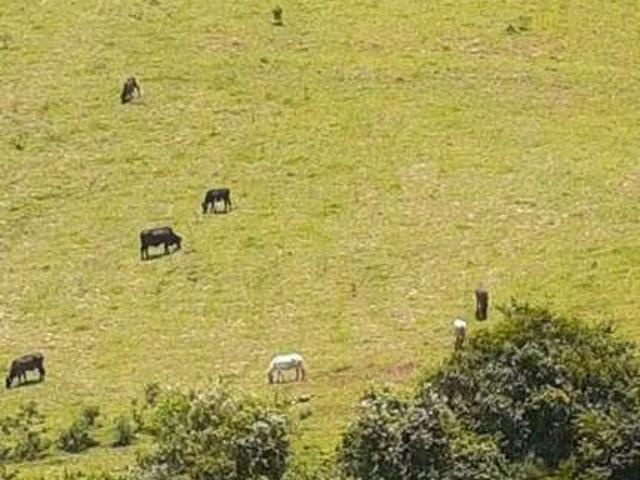 Terreno / Lote para Venda em Carmópolis de Minas/MG Zona Rural