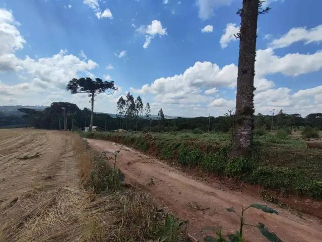 Terreno / Lote para Venda em Castro/PR Castrolanda