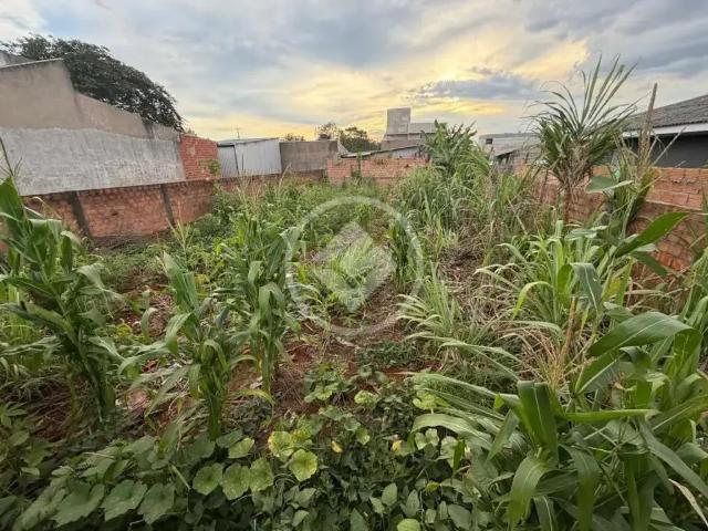 Terreno / Lote para Venda em Cascavel/PR Cascavel Velho