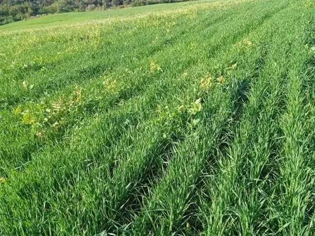 Terreno / Lote para Venda em Caxambu do Sul/SC Centro