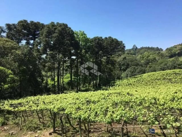 Terreno / Lote para Venda em Caxias do Sul/RS Desvio Rizzo