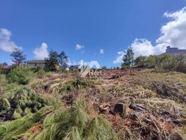 Terreno / Lote para Venda em Caxias do Sul/RS Desvio Rizzo