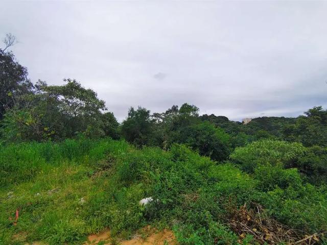 Terreno / Lote para Venda em Caxias do Sul/RS Desvio Rizzo