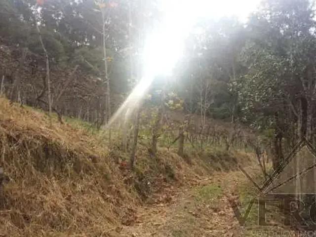 Terreno / Lote para Venda em Caxias do Sul/RS Forqueta