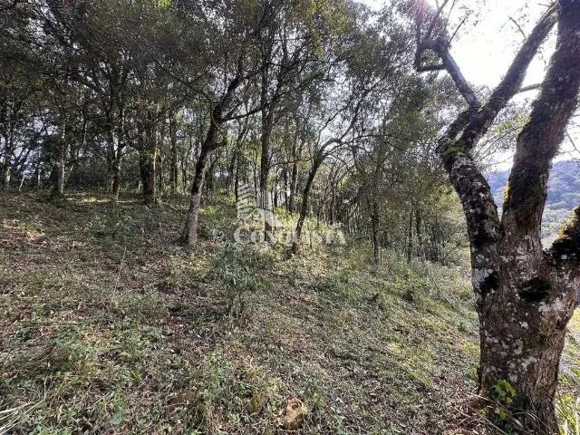 Terreno / Lote para Venda em Caxias do Sul/RS Fazenda Souza