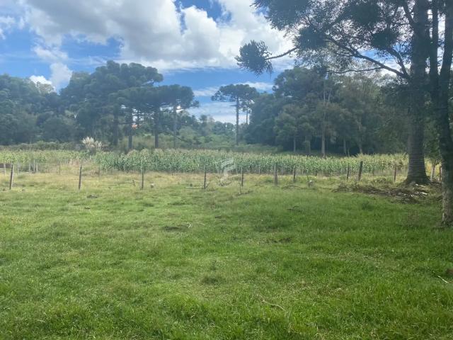 Terreno / Lote para Venda em Caxias do Sul/RS Linha 40