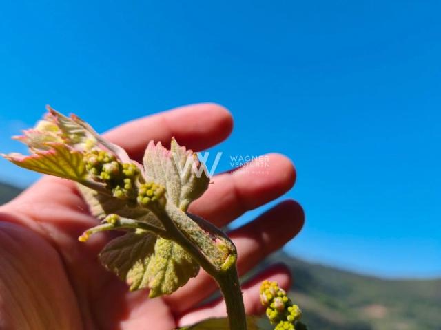 Terreno / Lote para Venda em Caxias do Sul/RS São Caetano