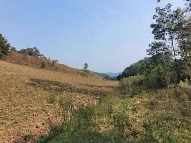 Terreno / Lote para Venda em Caxias do Sul/RS Vila Oliva Distrito