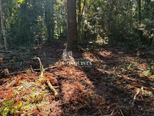 Terreno / Lote para Venda em Caxias do Sul/RS Vila Seca