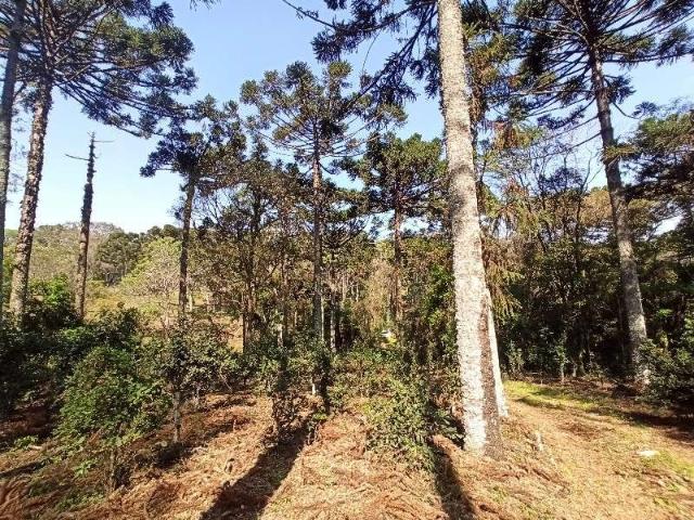 Terreno / Lote para Venda em Chapecó/SC Centro Marechal Bormann
