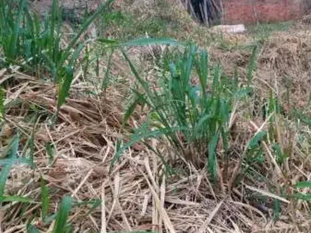 Terreno / Lote para Venda em Contagem/MG Arvoredo 2ª Seção