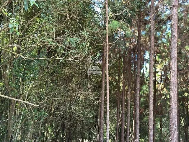 Terreno / Lote para Venda em Colombo/PR Cercadinho 2 Quartos
