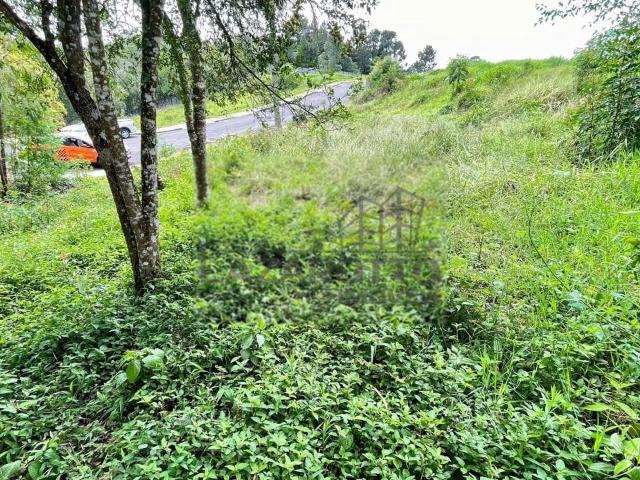 Terreno / Lote para Venda em Colombo/PR Paloma