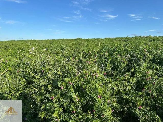 Terreno / Lote para Venda em Coqueiros do Sul/RS Centro