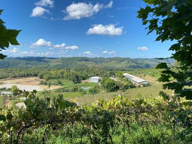 Terreno / Lote para Venda em Coronel Pilar/RS Zona Rural 3 Quartos
