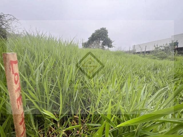 Terreno / Lote para Venda em Cotia/SP Jardim Japão Caucaia do Alto