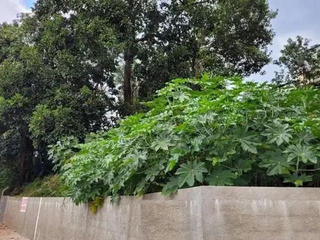 Terreno / Lote para Venda em Cotia/SP Jardim São Vicente
