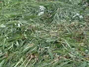 Terreno / Lote para Venda em Cubatão/SP Vale Verde