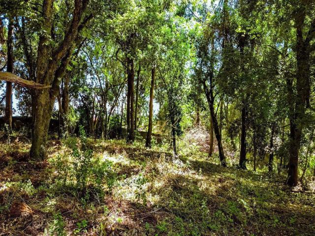 Terreno / Lote para Venda em Curitiba/PR Sítio Cercado
