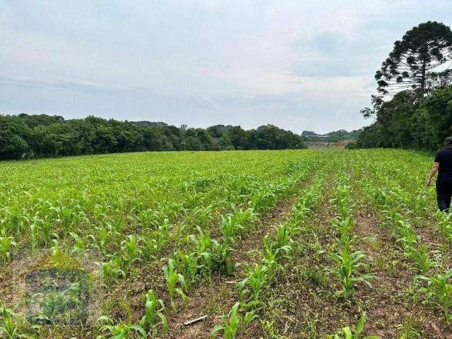 Terreno / Lote para Venda em Curitiba/PR Umbará